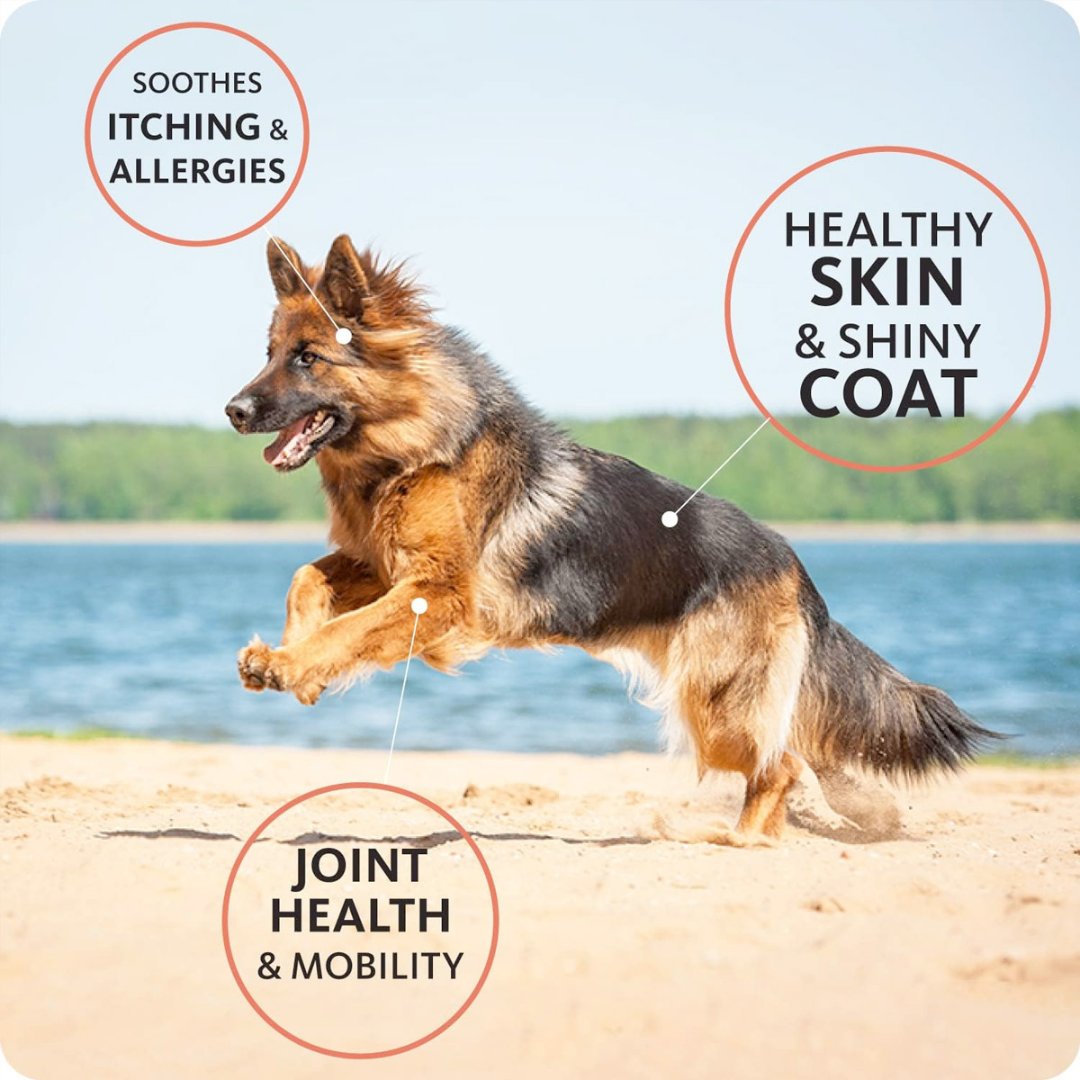 Brilliant Salmon Oil is an unprocessed and natural raw material from Norwegian salmon. Its deep color indicates that the oil is fresh and packed with antioxidants-Benefits.