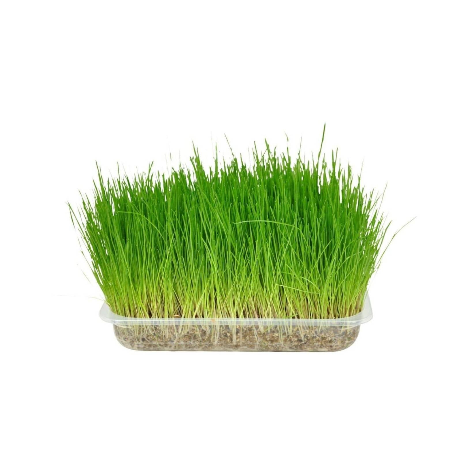 Flamingo Cat Grass Seed Herba Petz.ae Dubai