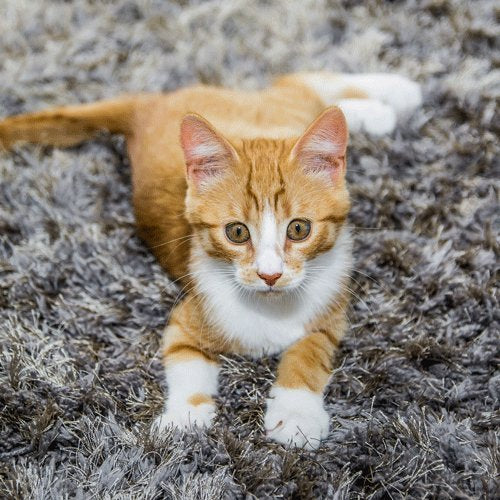 Extreme Stain & Odor Remover (Cat) 500ml