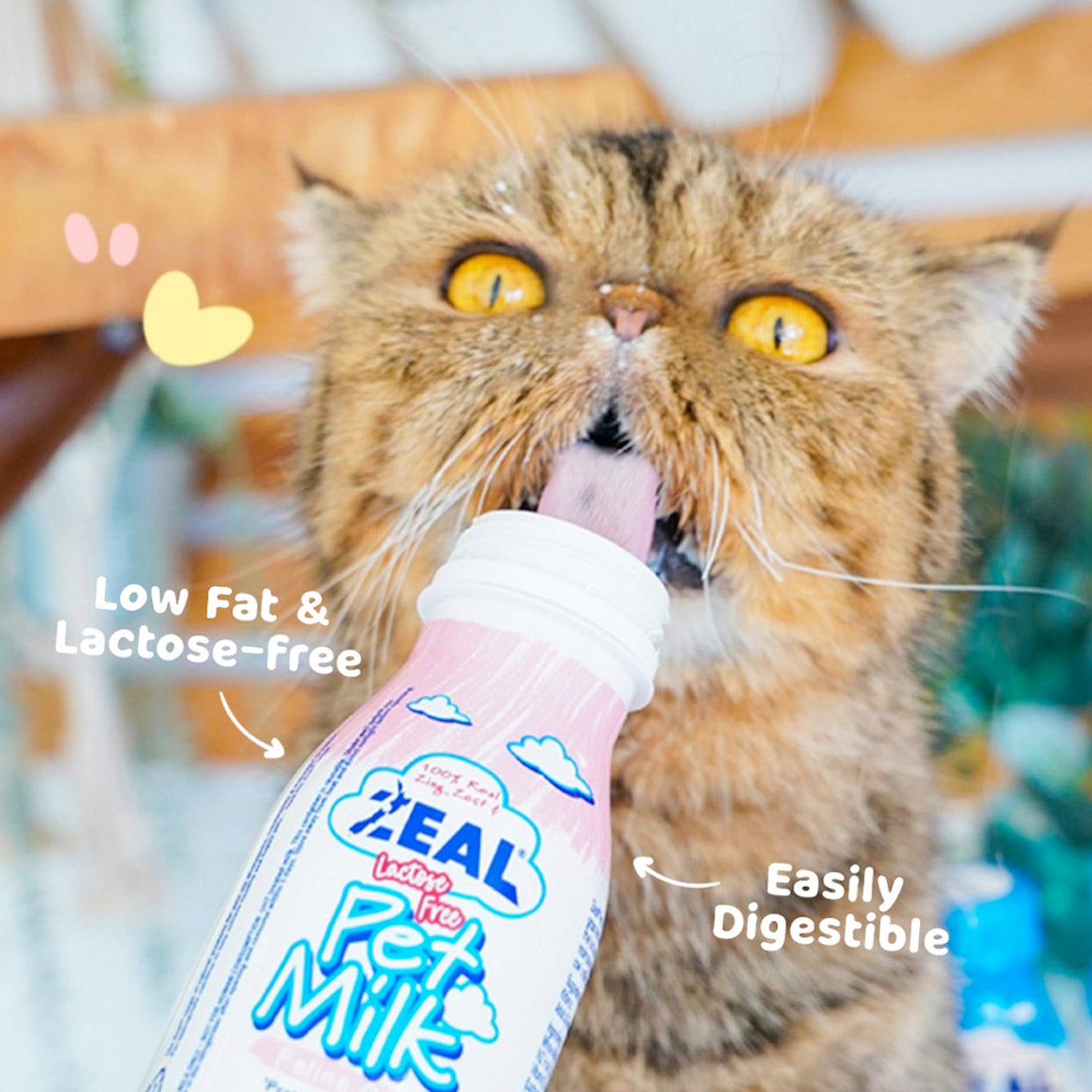 A closer look at Homemade Lactose Free Cat Milk Recipe
